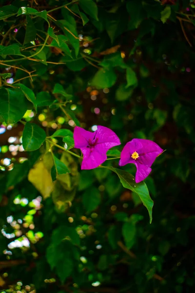 緑の葉にテクスチャと黒の2つの花 — ストック写真