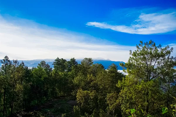Floresta Pinheiros Com Impressionante Vista Natural Paisagem — Fotografia de Stock