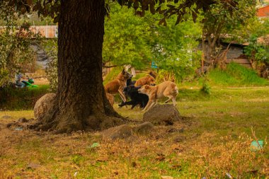 Güzel bir yerde meşe ağacının altında oynayan bir köpek.