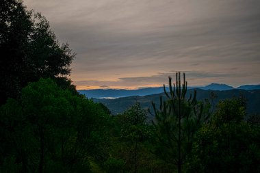 Doğal ormandaki ağaçların siluetiyle baş döndürücü bir gün doğumu.