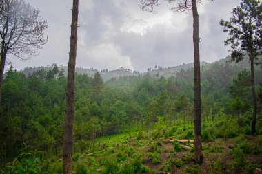 Çam ormanındaki bulutlarla dağlardan gelen yağmur.