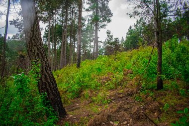 Bitkilerin ve ağaçların olduğu orman yağmurlu havada kesiliyor.