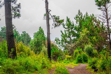 Arkaplanı yağmur bulutları olan kırık dallı çam ağacı