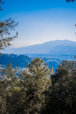Uzakta dağları olan çam ağaçları güneş ışınlarıyla mavi renkler