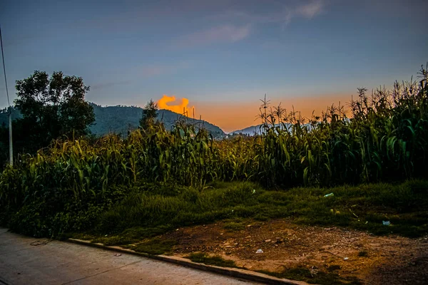 Cultures Maïs Avec Silhouette Montagne Arrière Plan Avec Coucher Soleil — Photo