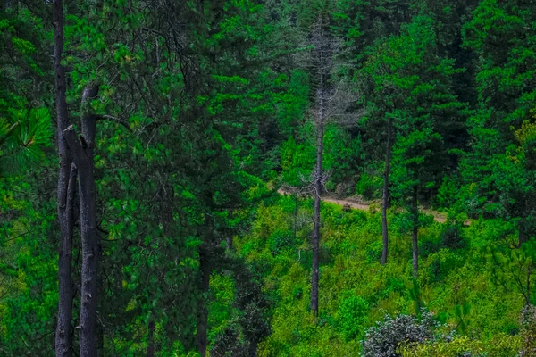 Krajobraz Drzew Ścieżką Środku Gminnego Lasu Cajola — Zdjęcie stockowe