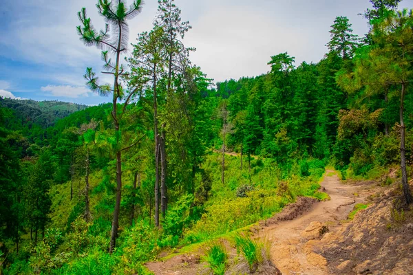 Sentiero Immerso Nel Verde Della Foresta Naturale Paesaggio Primaverile Mozzafiato — Foto Stock