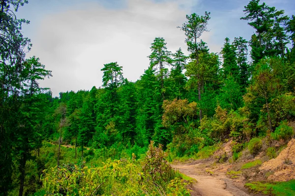 Impressionante Giungla Naturale Con Grandi Alberi Passaggio Unico — Foto Stock