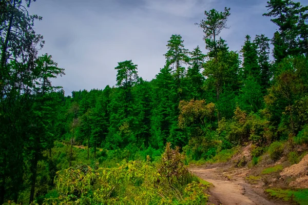 Caminho Para Paisagem Deslumbrante Floresta Natural Com Nuvens — Fotografia de Stock