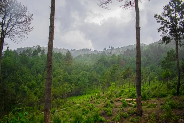 Regen Den Bergen Mit Wolken Kiefernwald — Stockfoto