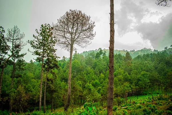 Floresta Natural Árvores Secas Troncos Com Pinhal Com Chuva Nuvens — Fotografia de Stock