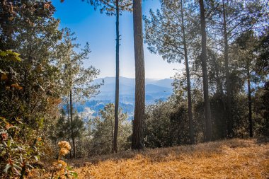 Arka planda vadi manzaralı çam sandığı sonbahar ormanı