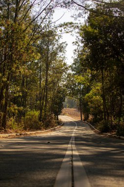Asfaltlı yolu olan çarpıcı doğal orman. Güzel manzara.