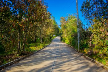 Ağaçlarla dolu yol. Doğal bahar ormanlarının büyüleyici manzarası.