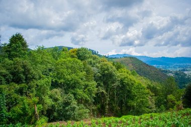 Arka planda ekinleri ve tepeleri olan tropikal bir orman, yaklaşık olarak fırtınalı.