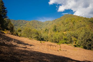 Kuru tarlada ağaçlarla yeşil orman dağları ve mavi gökyüzü