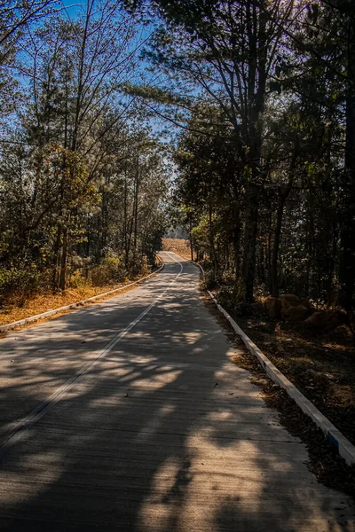 Path Middle Forest Trees Branches San Carlos Sija — Stock Photo, Image