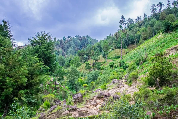 Scogliera Foresta Comune Cajola Con Tempo Piovoso — Foto Stock