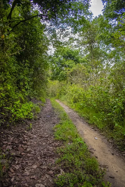 Caminho Floresta Com Plantas Verde Bela Paisagem — Fotografia de Stock