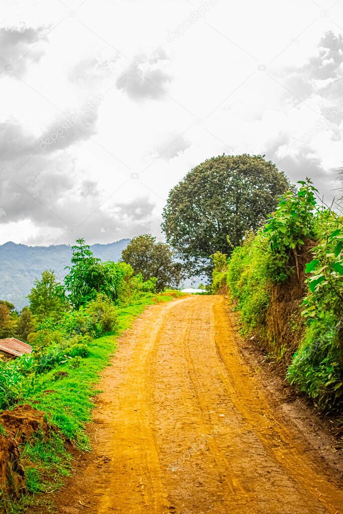 dirt road with corn plants with rain clouds approaching