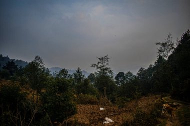 Orman ağaçlarının silueti