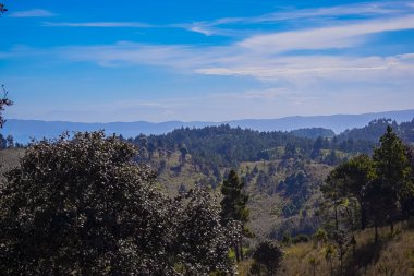 colinas de bosque de arboles de roble con pasto seco impresionante lugar 