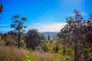 Dağlı güzel bahar manzaralı meşe ormanı