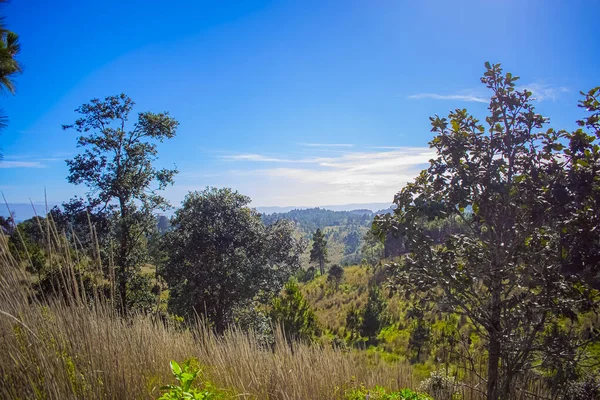 Dağlı güzel bahar manzaralı meşe ormanı
