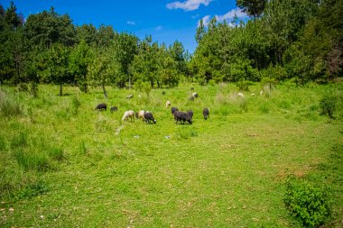 Çam ormanında yeşil ot yiyen hayvanlar
