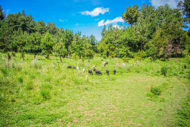 Çam ağaçları ve mavi gökyüzü olan siyah beyaz koyunlar.