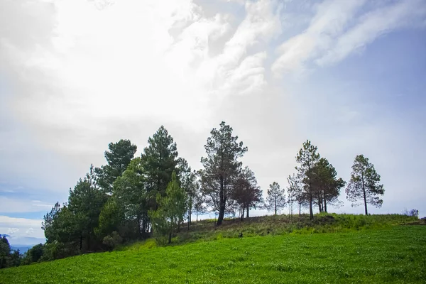 Pinos Campo Como Siembra Trigo Verde — Foto de Stock