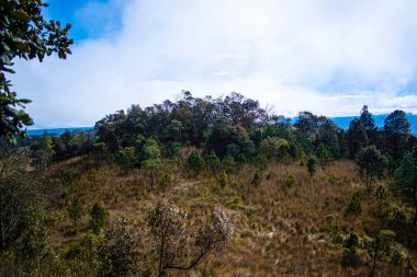 Ağaçlı orman manzarası ve sisli kuru otlar.