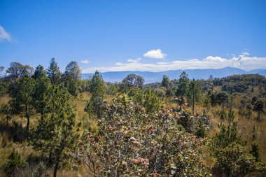 Gökyüzünde bulutlu cajola ortak ormanı.