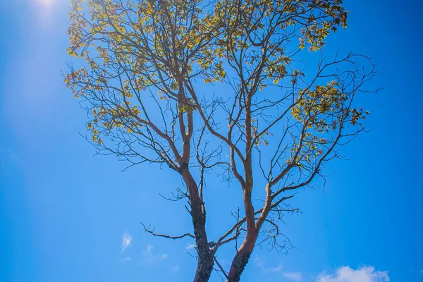 Árvore Com Galhos Poucas Folhas Verdes Com Céu Fundo — Fotografia de Stock