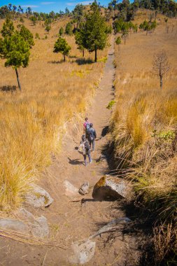 İnsanlar yolun ortasında yeşil ağaçlı kuru otlarla yürüyorlar.
