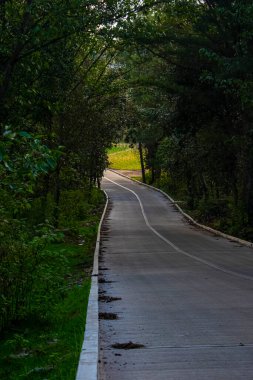 Yeşil bitkilerle kaplı toprak yol tepeler ve çam ağaçları