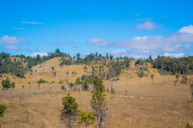 Ağaçlı sarı bitkilerin olduğu bir tarla.