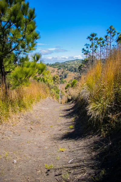 背後に山のある松の木と植物の間の乾燥した道の美しい風景 — ストック写真