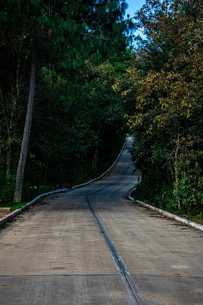 Droga Środku Lasu Dębami Cajola — Zdjęcie stockowe