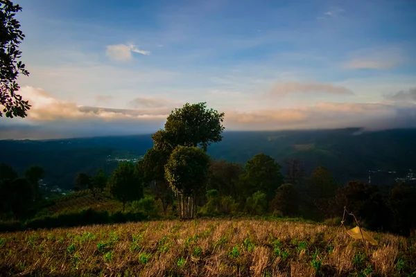 Feld Mit Grünem Baum Mit Schöner Sonnenaufgangslandschaft Mit Wolken — Stockfoto