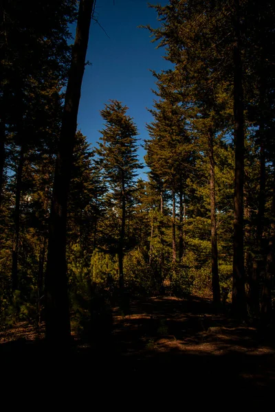 Большой Кипарисовый Лес Голубым Небом Коммуналь Кахола — стоковое фото