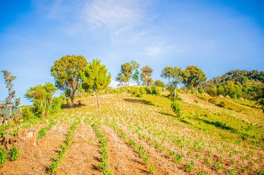 Yeşil mısır tarlaları ve güzel manzaranın ortasındaki ağaçlar.