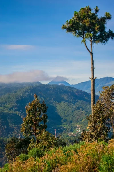 Kiefer Und Schöne Aussicht Auf Das Cajola Gebirge — Stockfoto