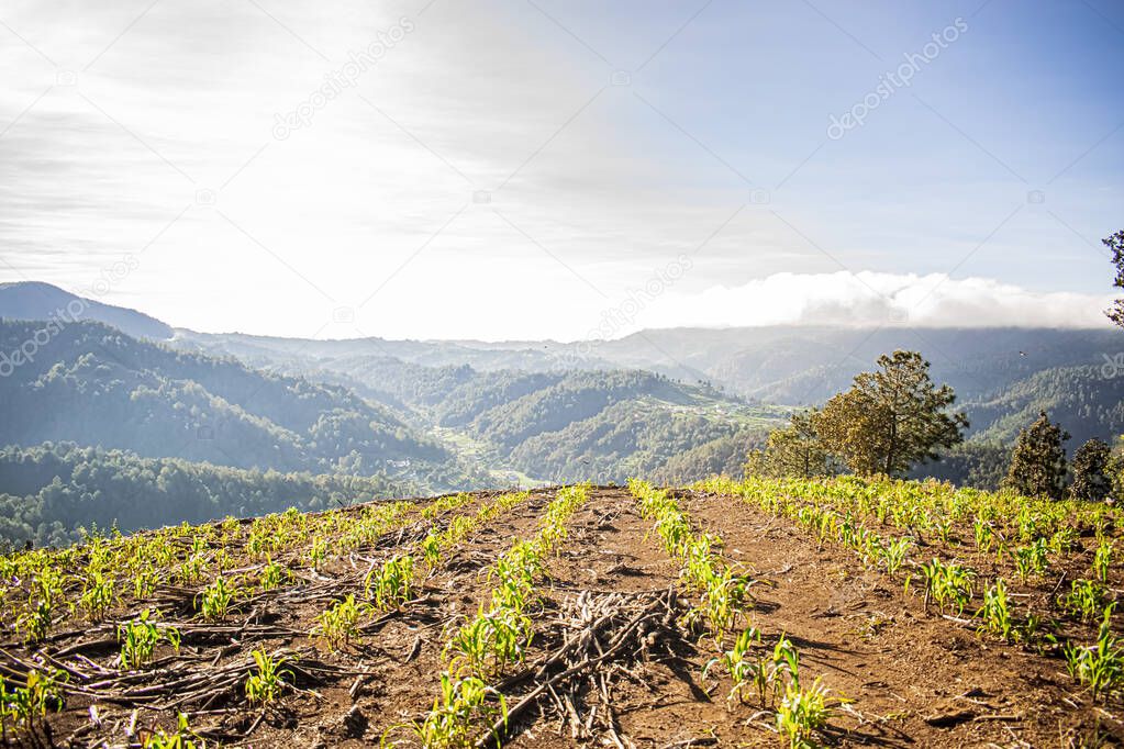 dry field with sown corn plants with background mountain landscape