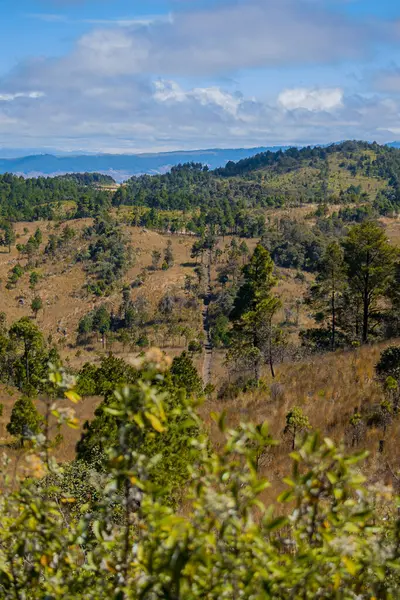 科霍拉山干草森林景观 — 图库照片