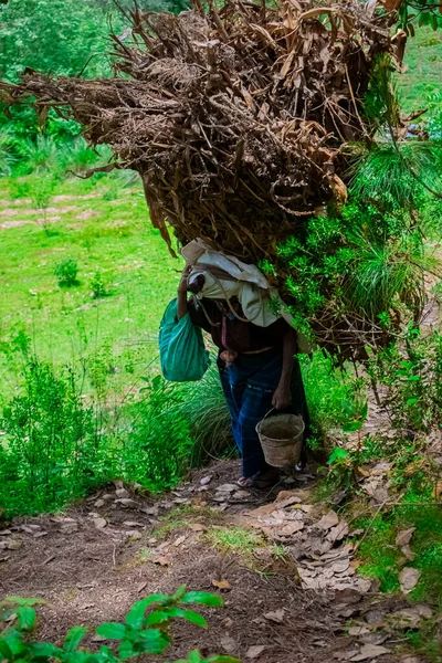 Senhora Carregando Restolho Floresta Com Seu Balde Mão — Fotografia de Stock