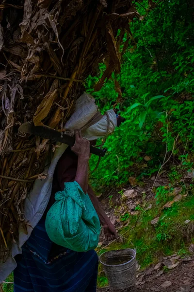 Indigene Maya Frau Trägt Stoppeln Wald — Stockfoto