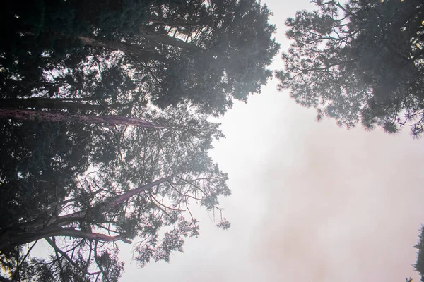Высокие Черные Деревья Белом Фоне — стоковое фото