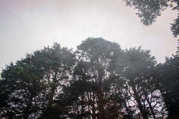 Árboles Con Niebla Ramas Negras — Foto de Stock