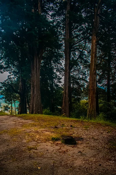 Bosque Con Grandes Ramas Hermoso Paisaje — Foto de Stock